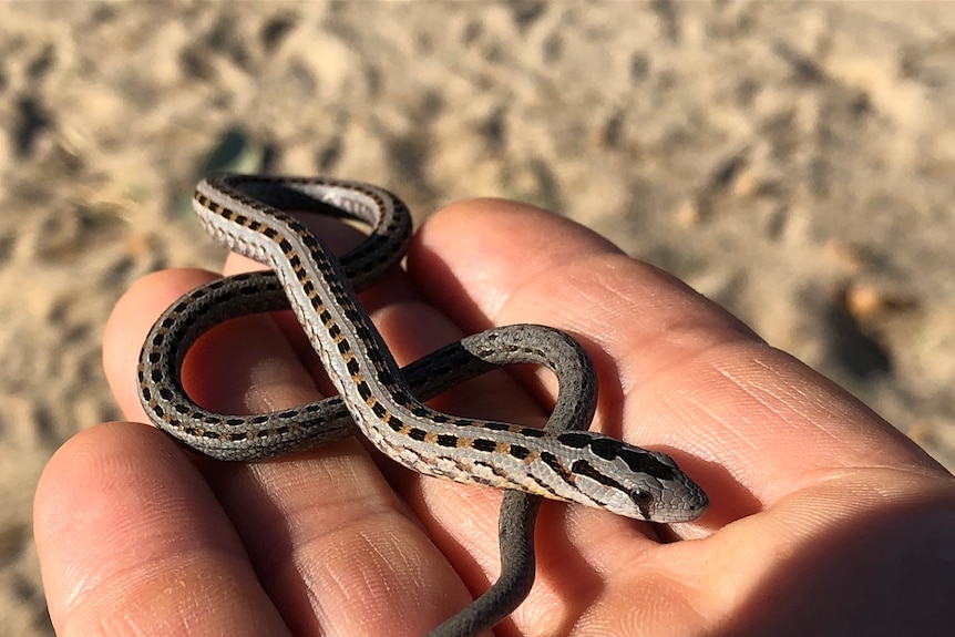 A tiny, exquisitely patterned snake resting on a person's fingers.