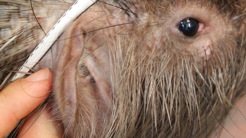 A close-up of a porcupine's eye and ear during a medical check.