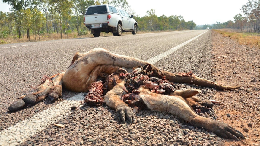 A car drives past a dead kangaroo on the side of the highway in outback Australia