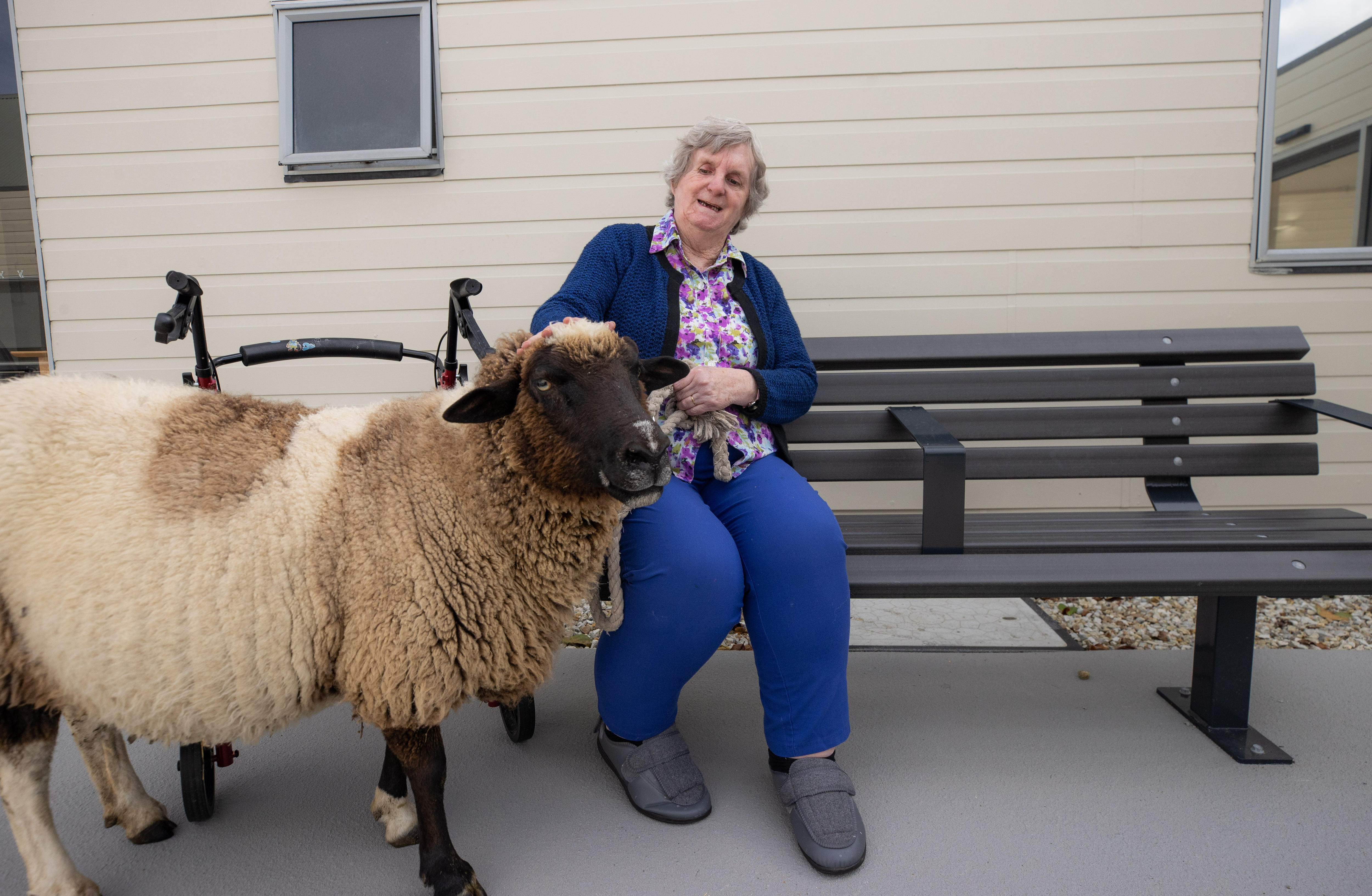 An elderly woman sits on a bench and pats a large sheep