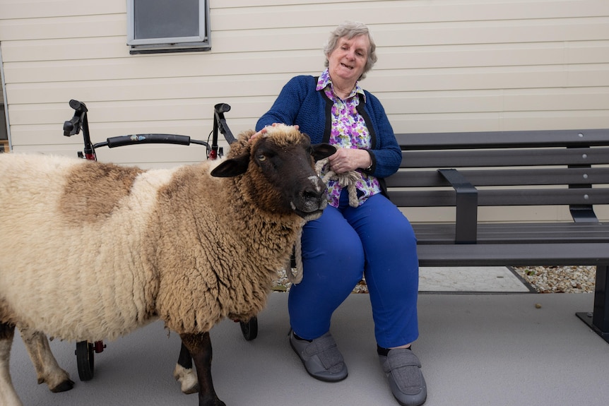 An elderly woman sits on a bench and pats a large sheep