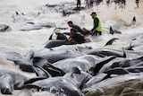 People in wetsuits try to push a whale out to sea amid a huge pile of dead whales.