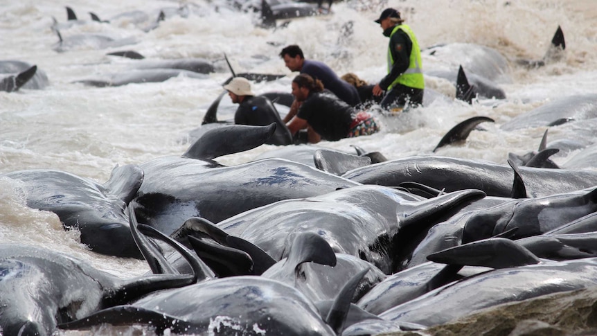People in wetsuits try to push a whale out to sea amid a huge pile of dead whales.