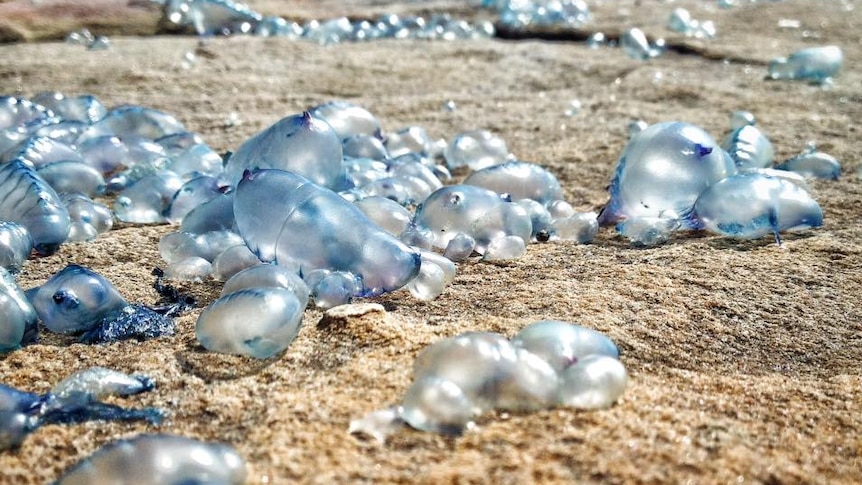 Bluebottles can still sting after being washed ashore.