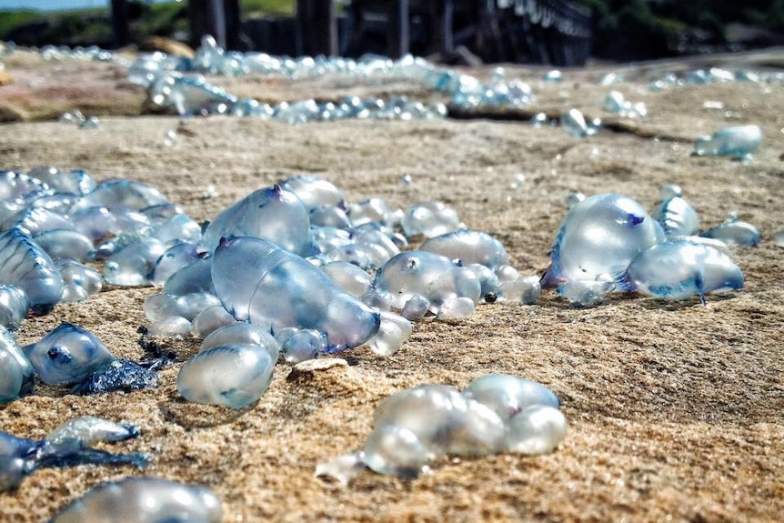 Blue bottles, pictured on La Perouse beach, can still sting after being washed ashore.