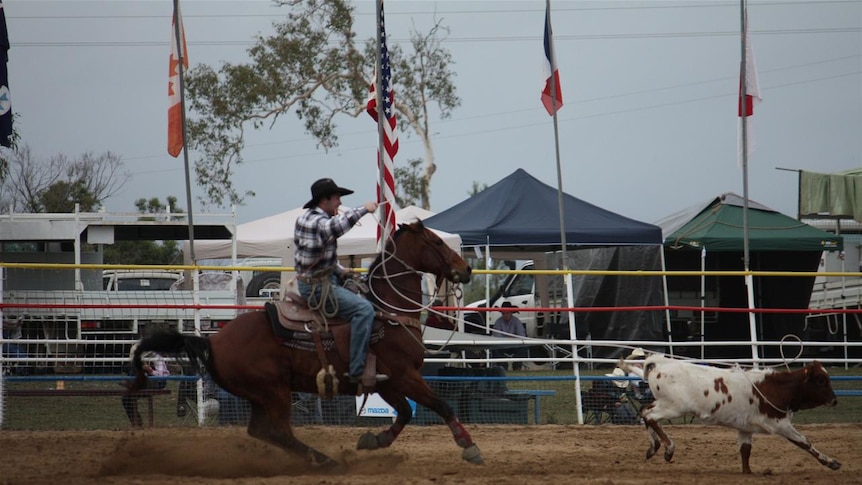 Calf is roped in rope and tie competition at Mareeba Rodeo.