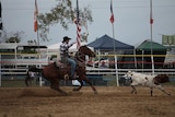 Calf is roped in rope and tie competition at Mareeba Rodeo.
