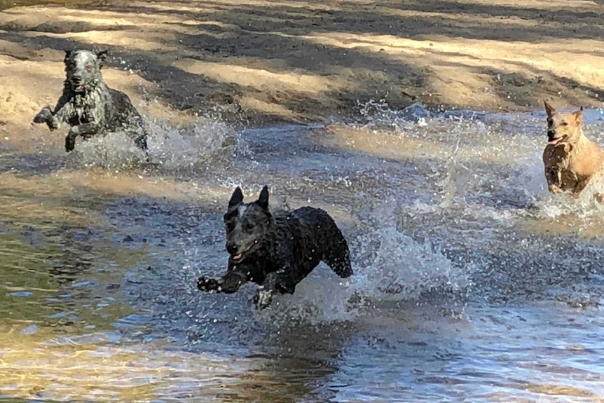 Three stumpy-tailed heelers run through the river.