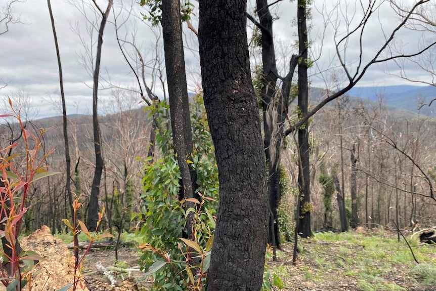 Blackened Trees on a scorched hill