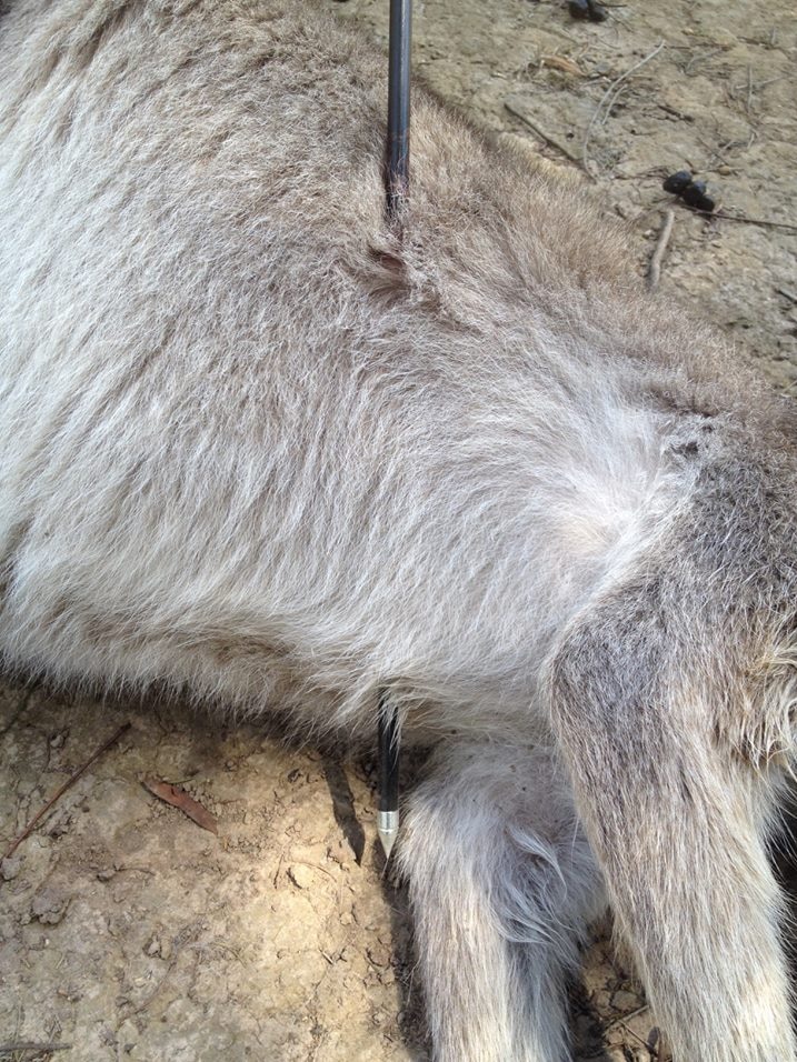 Kangaroo shot with arrow