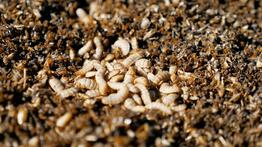 Black soldier fly larvae in frass.