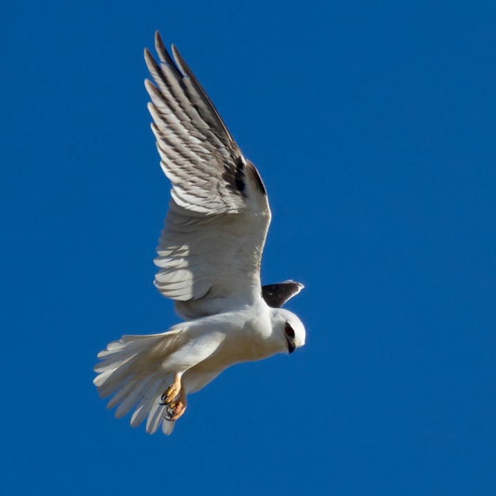 Twitching black-shouldered kite