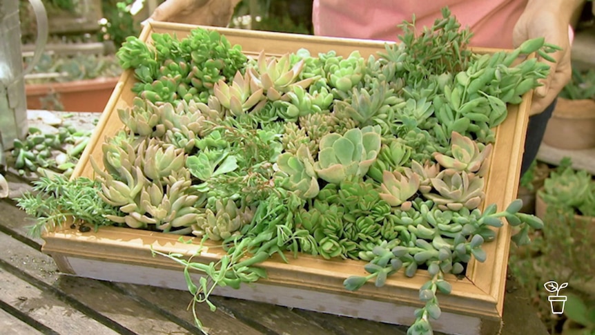 Variety of succulent plants growing in wooden picture frame