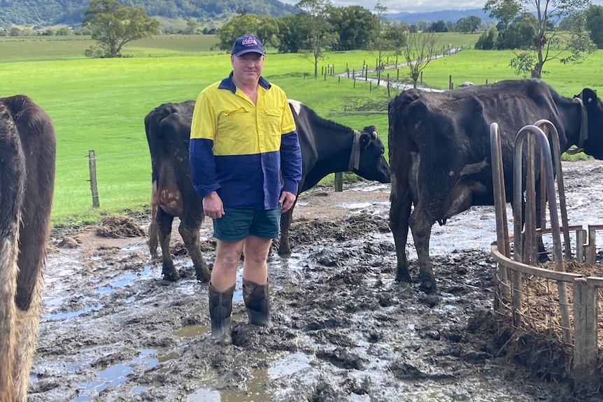A man in a yellow-and-blue high-vis shirt and gumboots stands in mud with his cows.