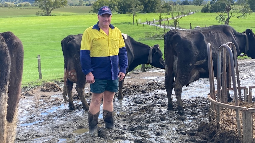 A man in a yellow-and-blue high-vis shirt and gumboots stands in mud with his cows.