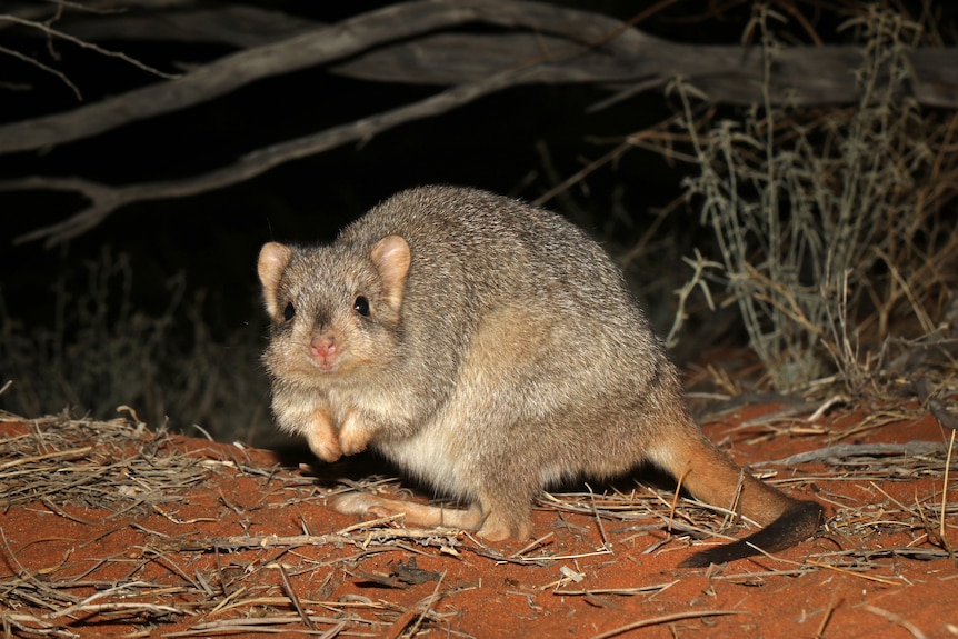 Small brown-furred mammal with a long tail and small front paws sits on red dirt