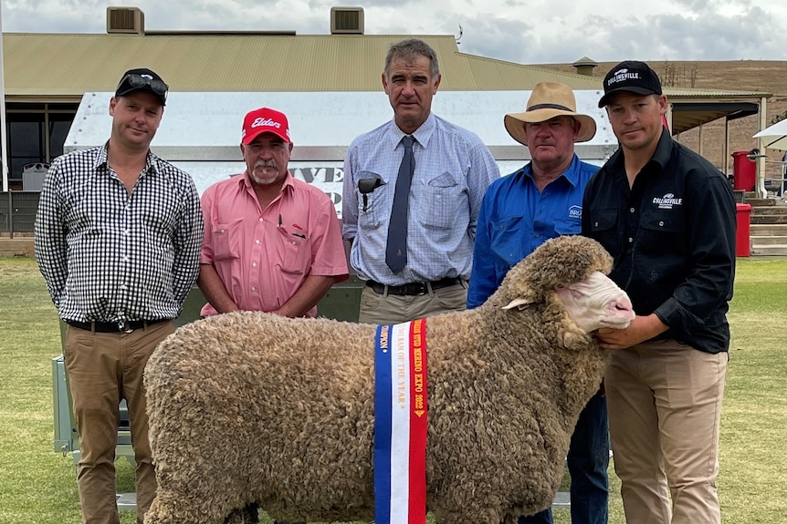 A group of men stand behind the ram. The rams head almost reaching the man's chest. 