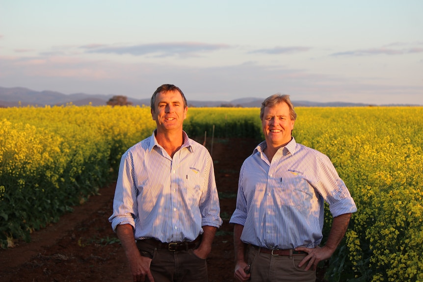 Two men standing in a blooming canola field.