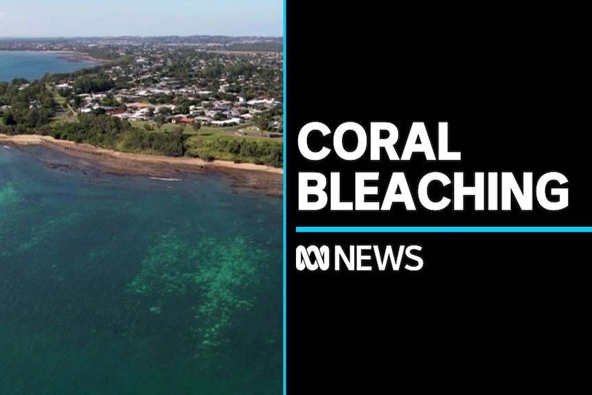 Coral Bleaching: Aerial vision shows bleached coral under water off the coast of a beachside suburb.