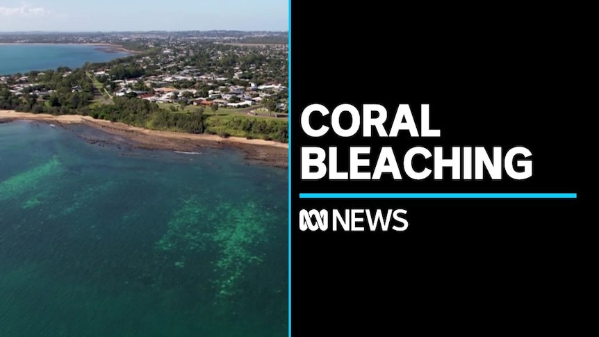 Coral Bleaching: Aerial vision shows bleached coral under water off the coast of a beachside suburb.