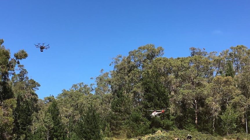 Two drones hover over a blackberry bush.