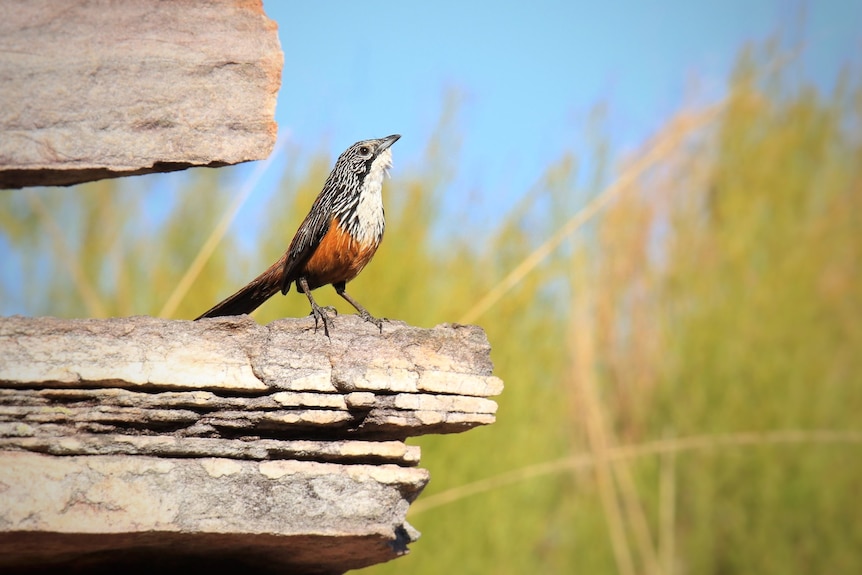 A small bird perched on a flat rock on a sunny day. 
