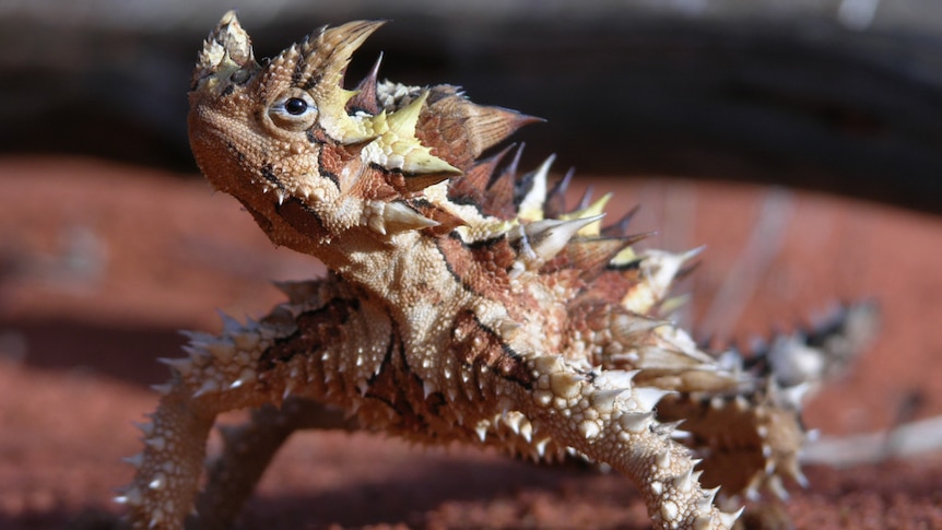 Thorny devil