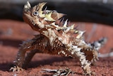 Thorny devil