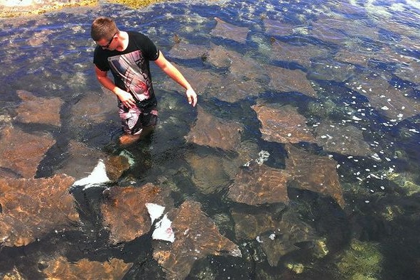 Man standing in shallow water surrounded by dozens of harmless cownose rays.