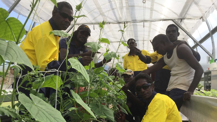 a group of men in a greenhouse