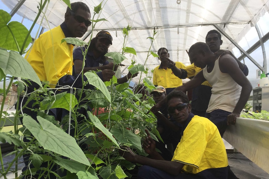 a group of men in a greenhouse