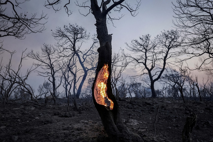 Bright orange flames burn inside the trunk of a tree.
