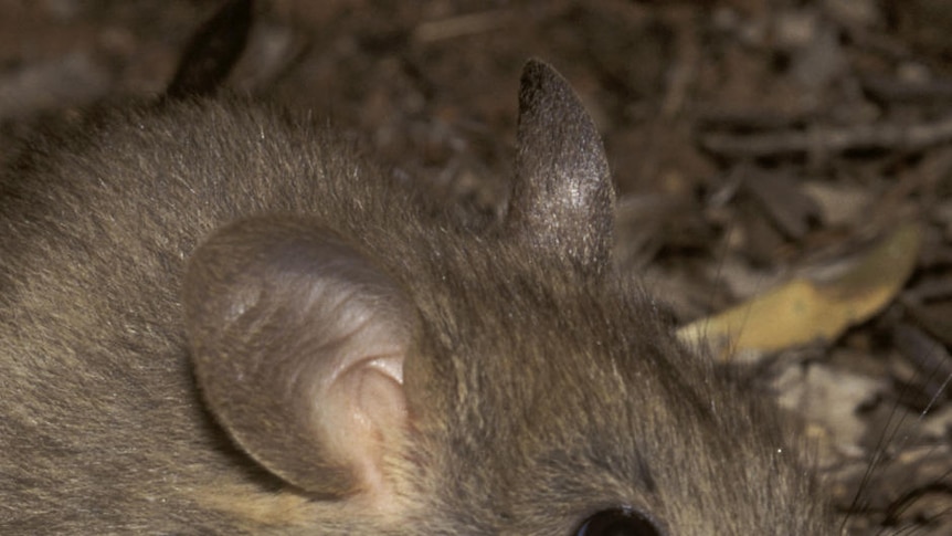 Round-up of 39 greater stick-nest rats was an effort to save the species
