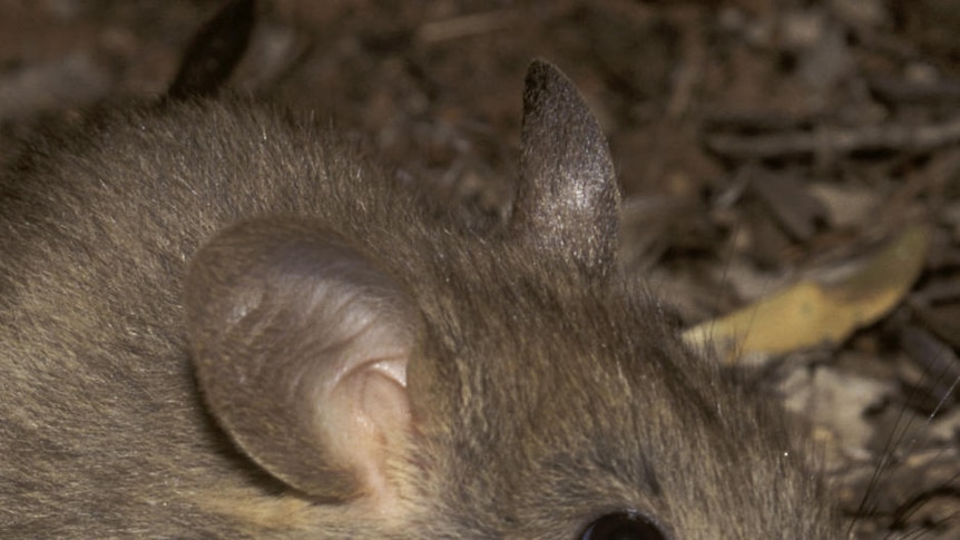 Greater Stick-Nest Rat