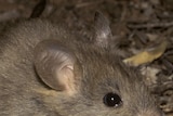Greater Stick-Nest Rat