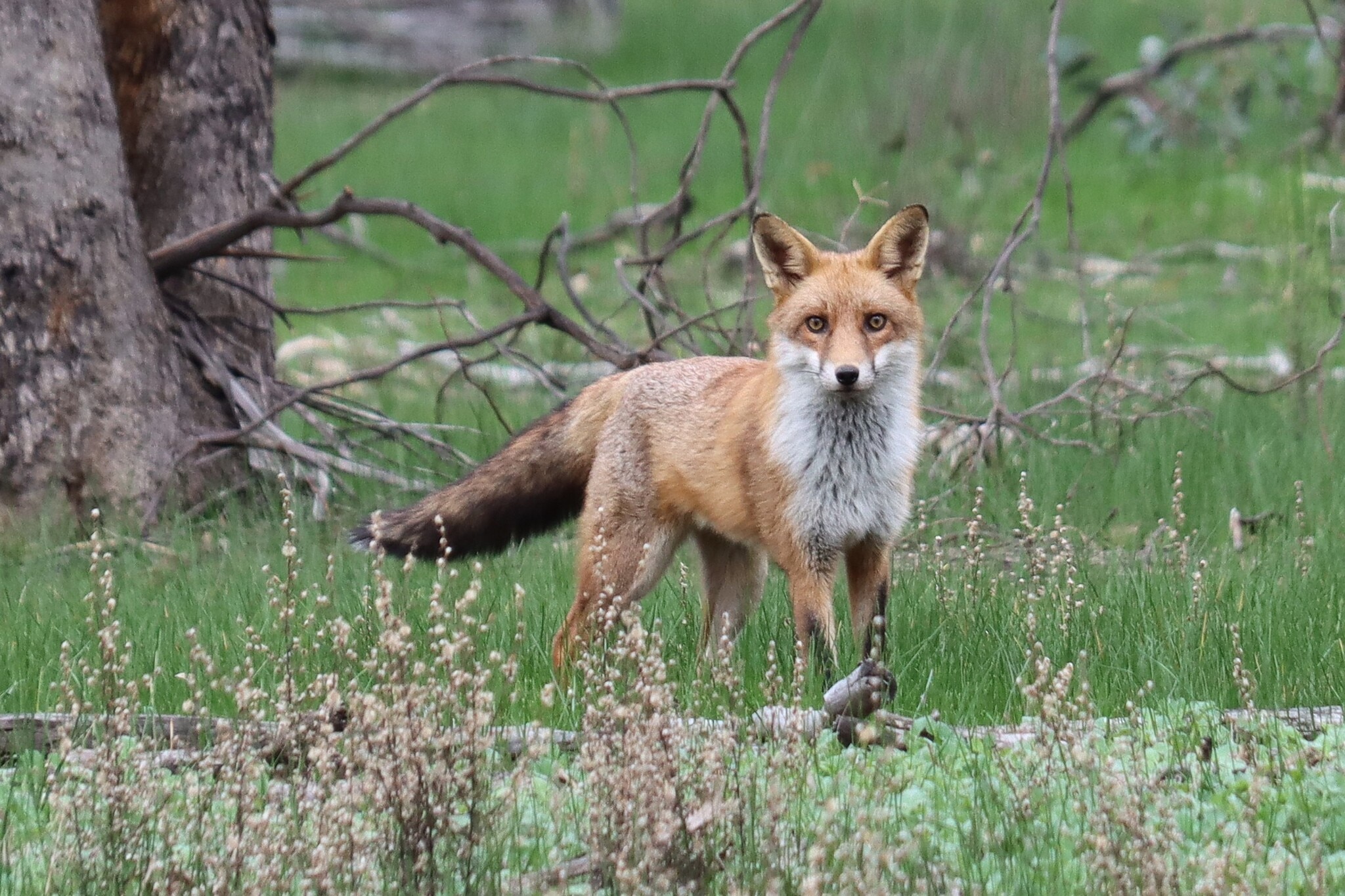 Authorities confirm bird flu in fox and suspected case in dolphin