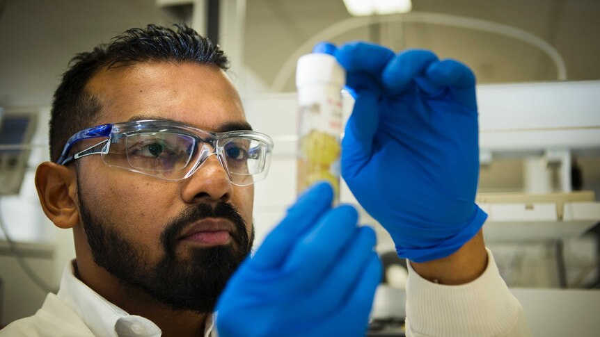 ANU reseacher Faisal Younus examines a fruit fly in his lab.