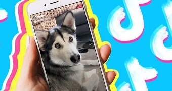 A picture of a dog on a phone with bright blue, pink and yellow in the background.