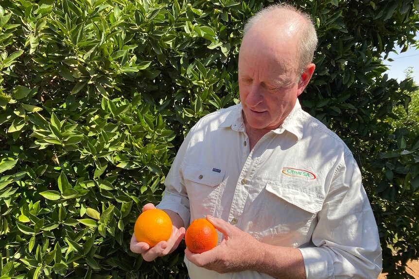 Mr Doecke, a fair-skinned, balding, middle-aged man in a khaki stands by a citrus tree, and looks at two oranges he's holding.