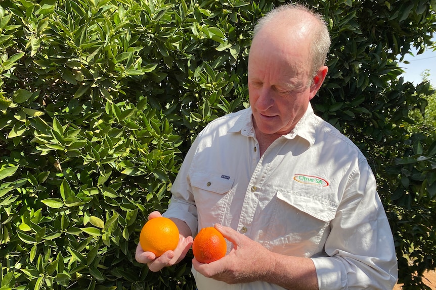 Mark, a white middle-aged balding man looked down at two navel oranges he is holding in an orchard.