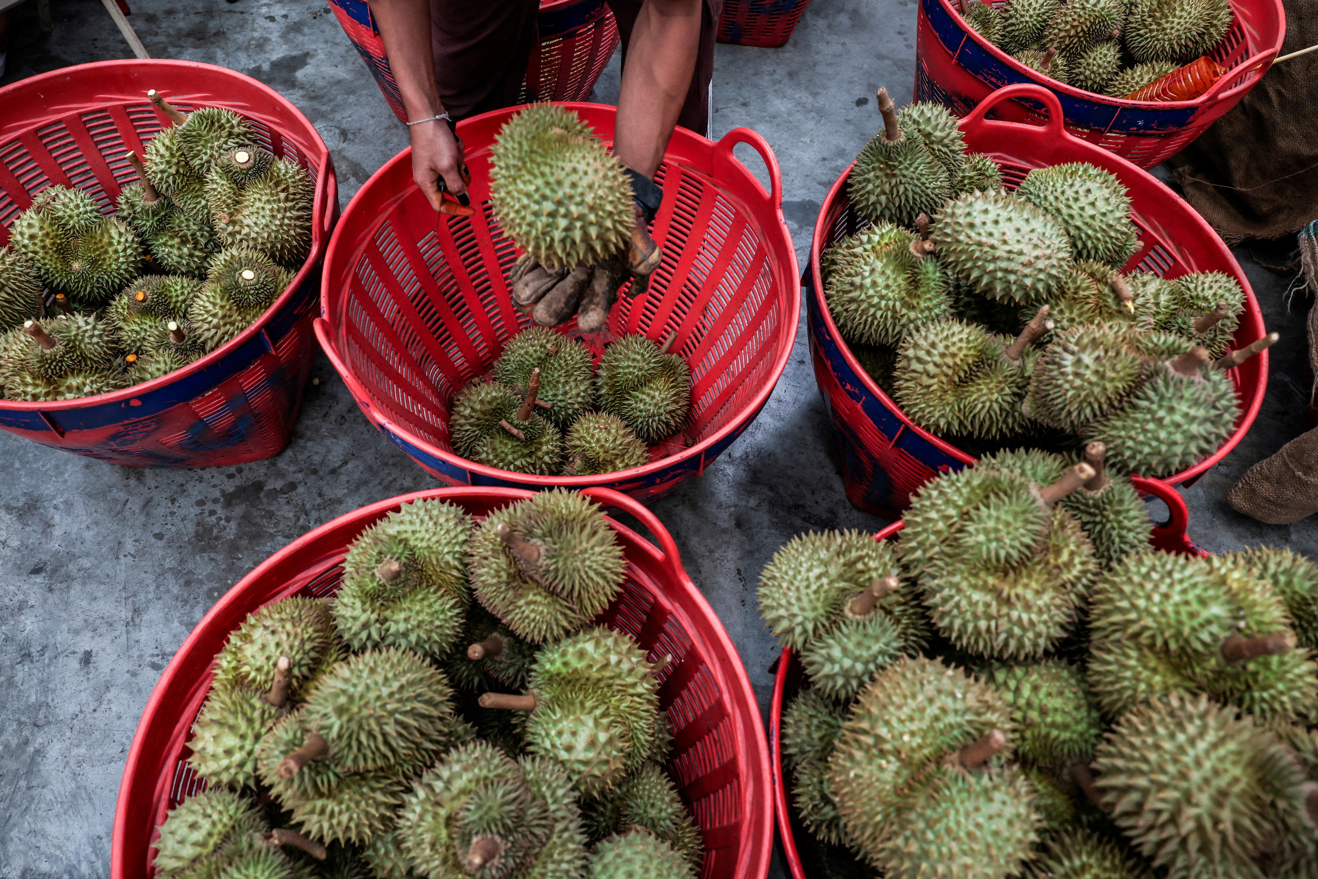 How this spiky fruit became a tool of diplomacy
