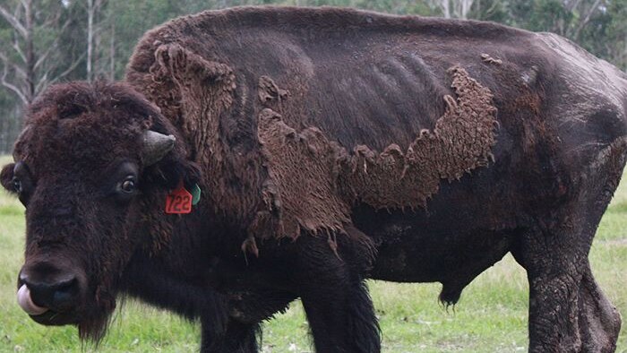 Biosecurity officials find bison BJD in Australia