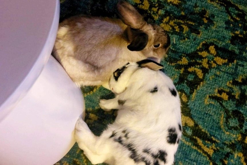 Two rabbits huddled into each other on a carpet floor next to a mauve stool