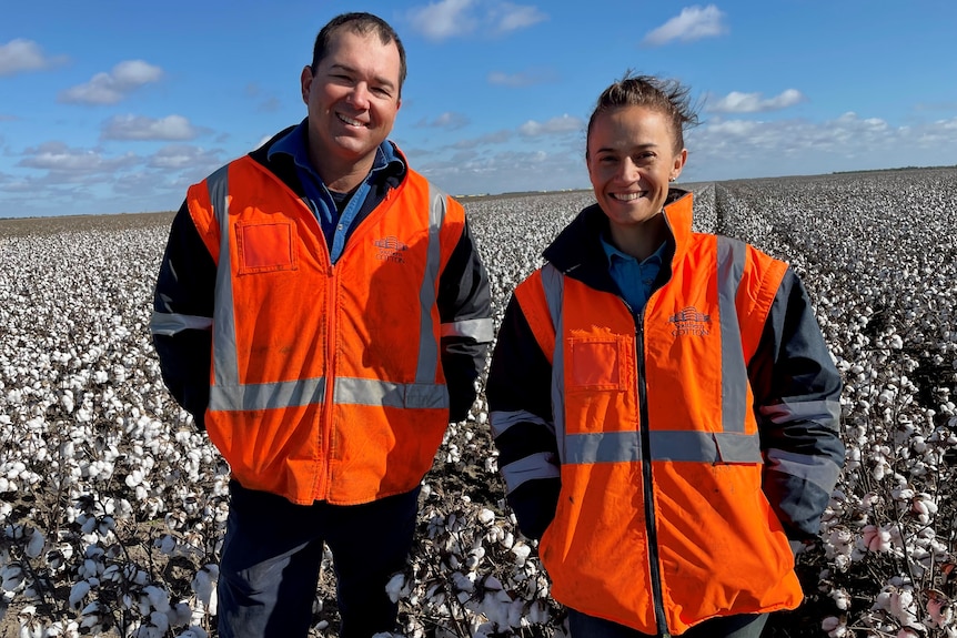 A man and woman in orange vests stand in a paddock of cotton on a sunny day.