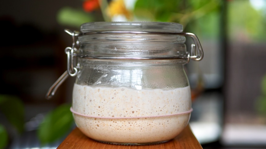 Jar of homemade sourdough starter with a rubber band around the middle to measure growth. 