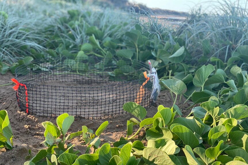 Small  circle cage in the sand surrounded by green plants