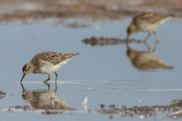 dois pequenos pássaros marrons enfiam o bico em águas rasas
