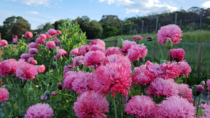 'Not your average poppy': Illegal seeds removed from Botanical Gardens gift shop