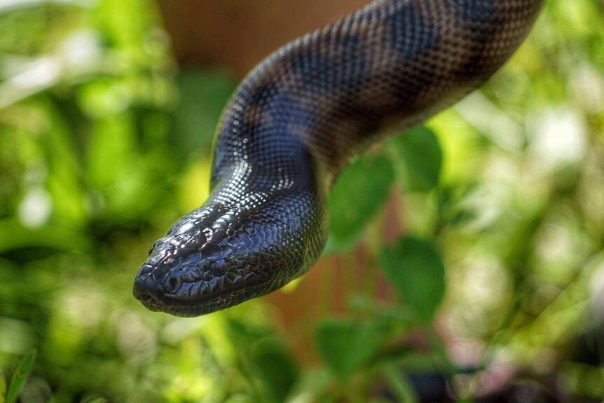 A close-up of a black-headed python