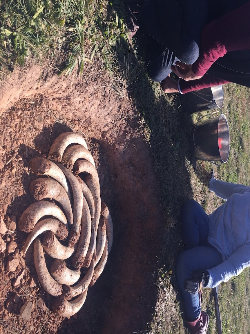 Man and woman sit beside hole filled with cow horns